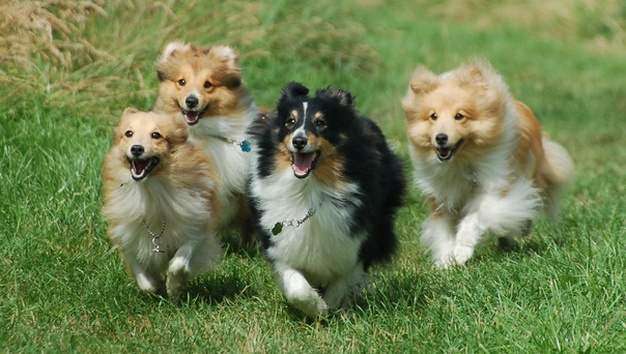 English sheltie best sale