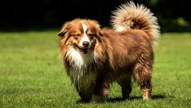 Miniature American Shepherd Miniature American Shepherd