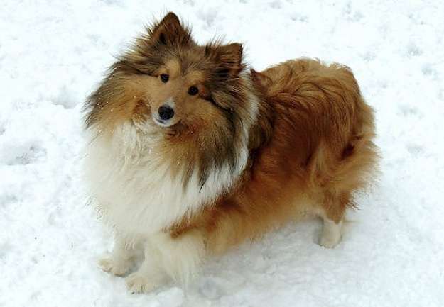 mini sheltie