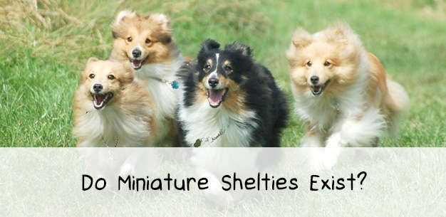 Sheltie Size And Weight Chart
