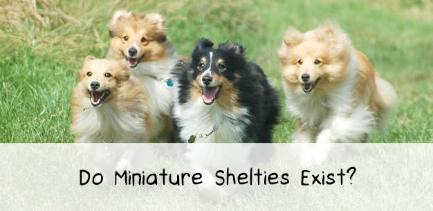 Sheltie Size Chart