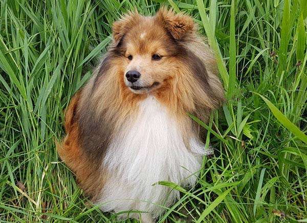 small collie breed