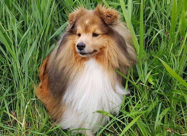 mini shetland collie