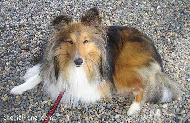 Shetland cheap sheepdog intelligence