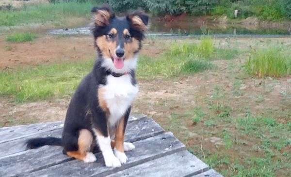 Nessie The Sheltie Nessie The Sheltie
