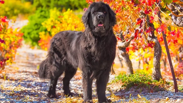 Newfoundlands are double coated dogs