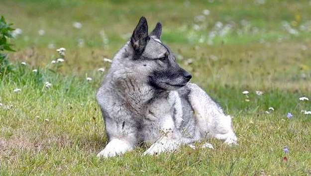 Norwegian Elkhound Norwegian Elkhound