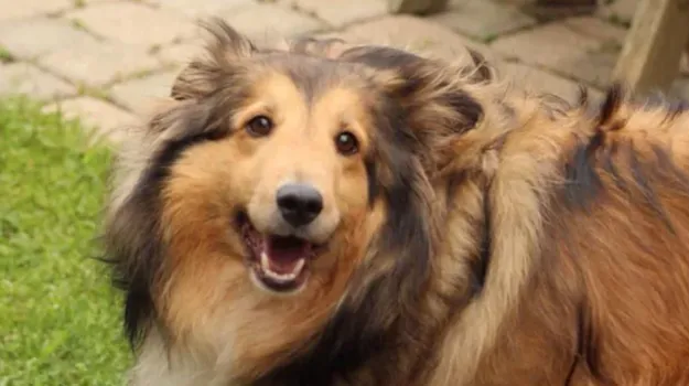 This sweet obese Sheltie named Max was 70lbs when he was rehomed by Rescue Dogs Rock NYC