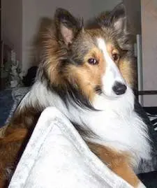 Our Sheltie, Chase