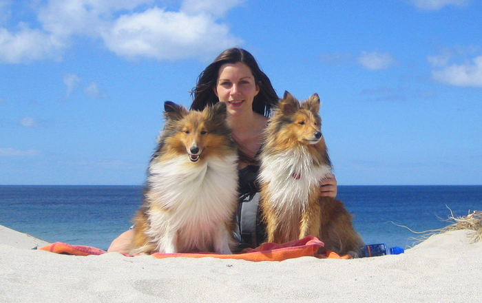 sheltie poo adult size