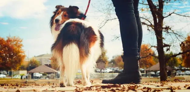 Nervous Shelties are more prone to developing fears and phobias like leash walking