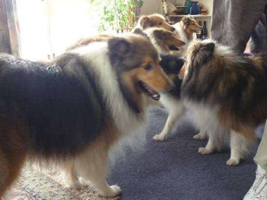 Photos from our Sheltie Meetup (Auckland) Photos from our Sheltie Meetup (Auckland)
