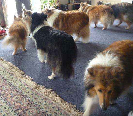 Photos from our Sheltie Meetup (Auckland) Photos from our Sheltie Meetup (Auckland)