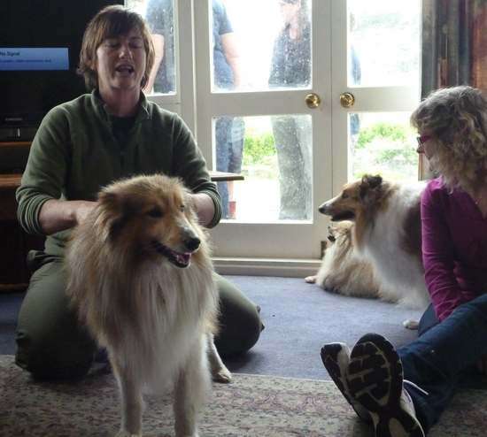 Photos from our Sheltie Meetup (Auckland) Photos from our Sheltie Meetup (Auckland)