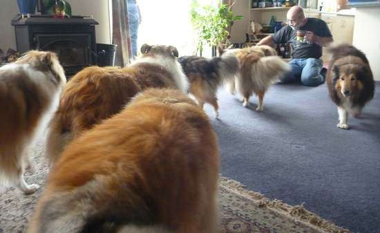 Photos from our Sheltie Meetup (Auckland) Photos from our Sheltie Meetup (Auckland)