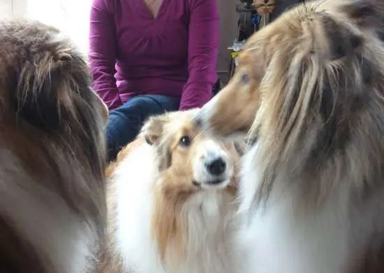 Photos from our Sheltie Meetup (Auckland)