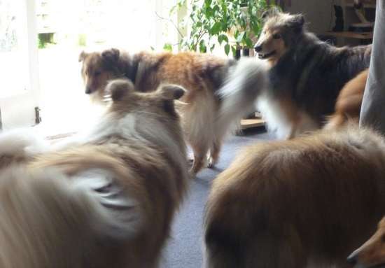 Photos from our Sheltie Meetup (Auckland) Photos from our Sheltie Meetup (Auckland)