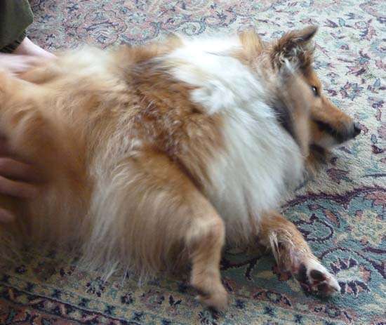 Photos from our Sheltie Meetup (Auckland) Photos from our Sheltie Meetup (Auckland)