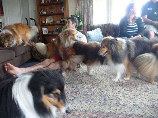 Photos from our Sheltie Meetup (Auckland) Photos from our Sheltie Meetup (Auckland)