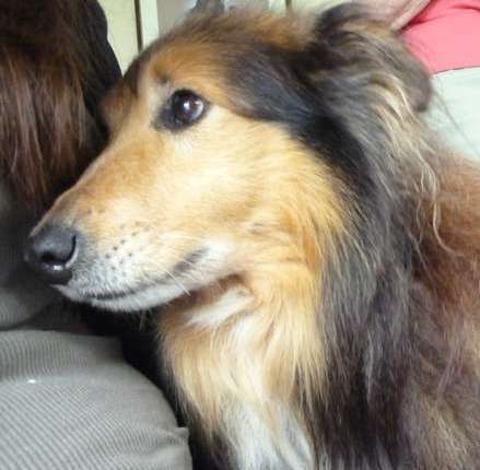 Photos from our Sheltie Meetup (Auckland) Photos from our Sheltie Meetup (Auckland)