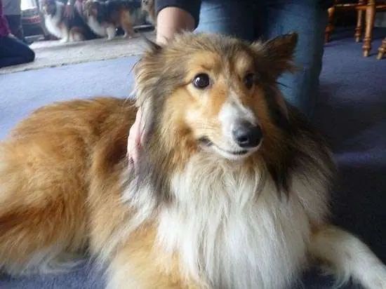 Photos from our Sheltie Meetup (Auckland)