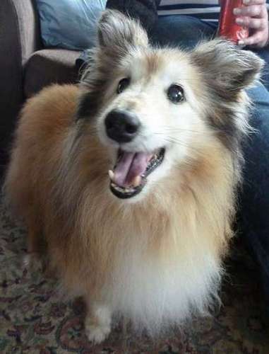 Photos from our Sheltie Meetup (Auckland) Photos from our Sheltie Meetup (Auckland)