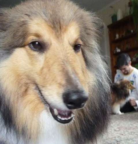 Photos from our Sheltie Meetup (Auckland) Photos from our Sheltie Meetup (Auckland)