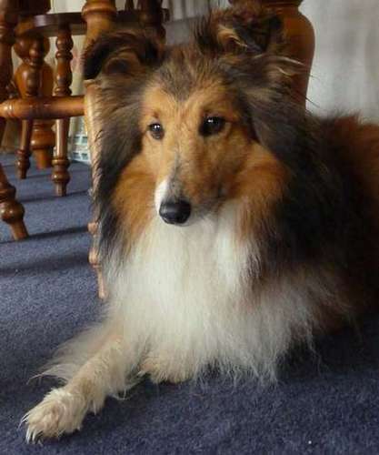 Photos from our Sheltie Meetup (Auckland) Photos from our Sheltie Meetup (Auckland)