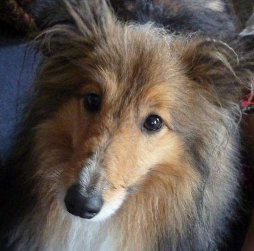 Photos from our Sheltie Meetup (Auckland) Photos from our Sheltie Meetup (Auckland)