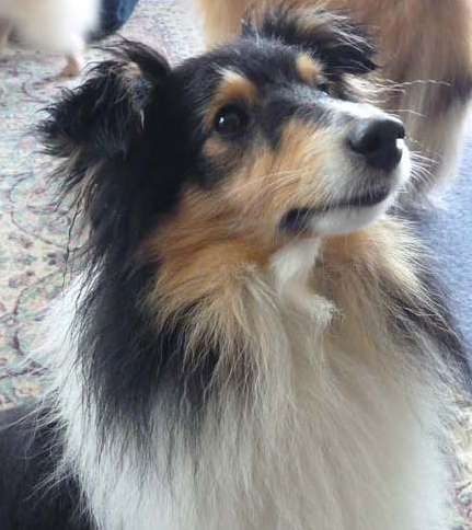 Photos from our Sheltie Meetup (Auckland) Photos from our Sheltie Meetup (Auckland)