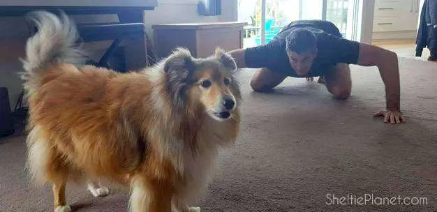 Trigger that play drive to burn up your Sheltie's energy