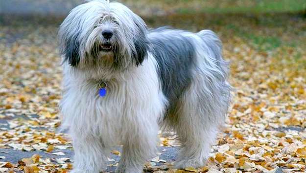 Polish Lowland Sheepdog