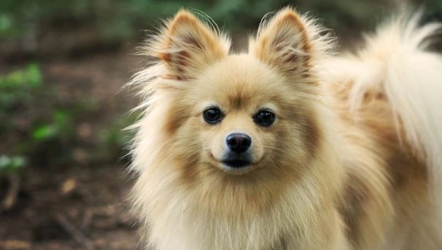 Pomeranians are double coated dogs