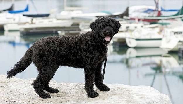 Portuguese Sheepdog Portuguese Sheepdog