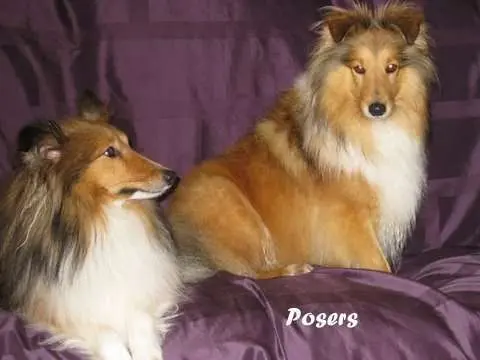 Posers