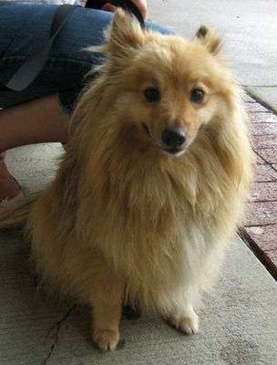 pomeranian sheepdog mix