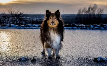 The Pros and Cons of Neutering a Sheltie