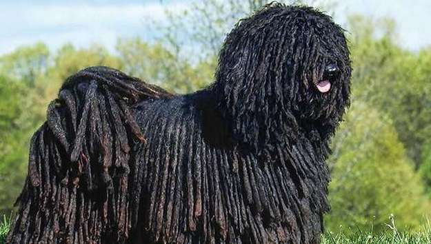 Puli Puli