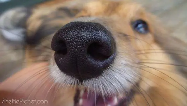 Close up of Sheltie dog face