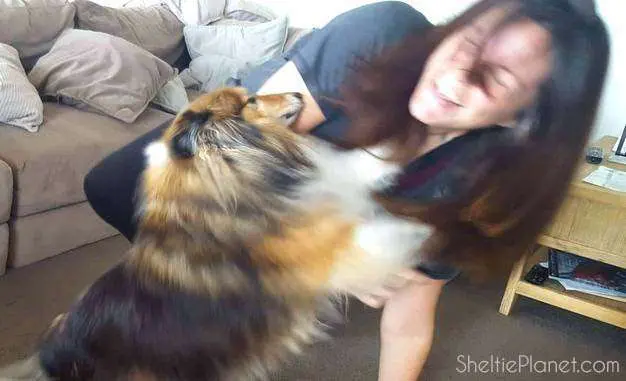 Sensitive Shelties can practice being dominant in the safety of play