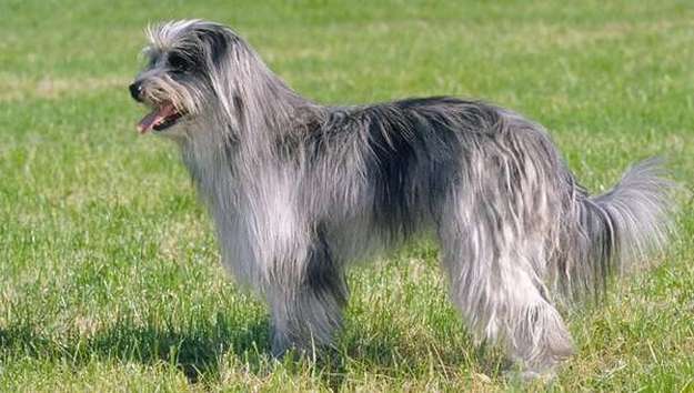 Pyrenean Shepherd Pyrenean Shepherd