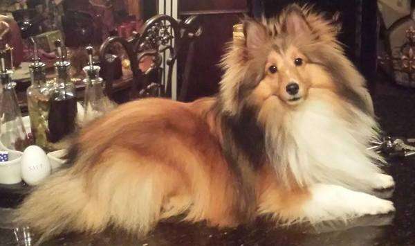 Rebel The Sheltie Rebel The Sheltie