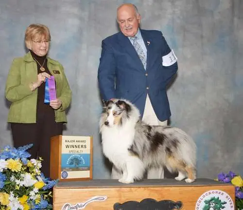 Reno of Crosswood Shelties takes the Major Award of Winners Dog (Specialty Show)