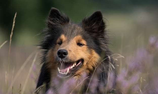 heartland shelties