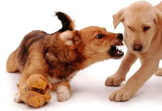 Resource Guarding in Dogs Creates Aggressive Behavior