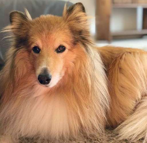 Riverbend Hero aka Leo The Sheltie Riverbend Hero aka Leo The Sheltie