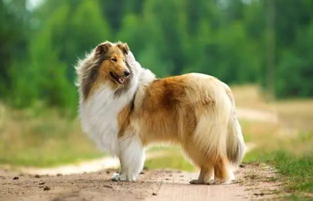 small-medium-large-size-of-same-dog » TwistedSifter