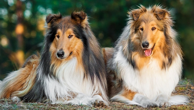 Rough Collies are double coated dogs