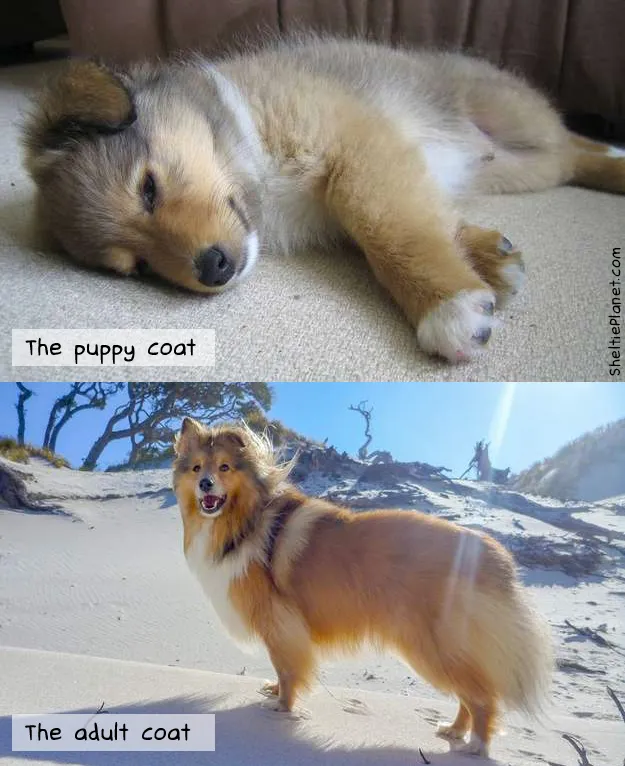 A Sable Sheltie in his puppy and adult coat