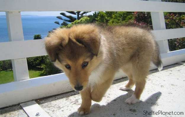 merle sheltie puppy